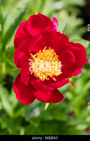 'Scarlett O'Hara' jardin commun, Luktpion la pivoine (Paeonia officinalis x Paeonia lactiflora) Banque D'Images