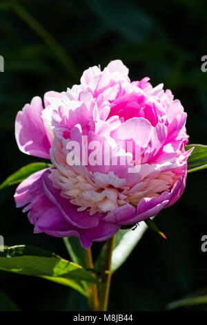 'Sorbet' jardin commun, Luktpion la pivoine (Paeonia lactiflora) Banque D'Images