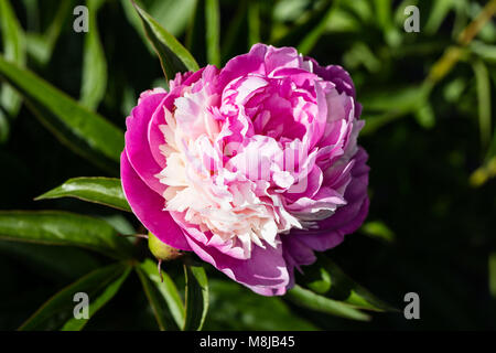 'Sorbet' jardin commun, Luktpion la pivoine (Paeonia lactiflora) Banque D'Images