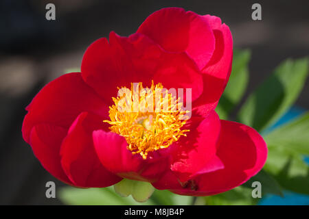 'Scarlett O'Hara' jardin commun, Luktpion la pivoine (Paeonia officinalis x Paeonia lactiflora) Banque D'Images