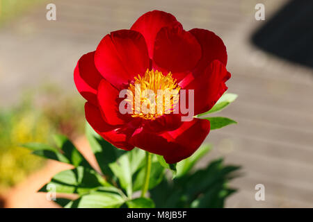 'Scarlett O'Hara' jardin commun, Luktpion la pivoine (Paeonia officinalis x Paeonia lactiflora) Banque D'Images