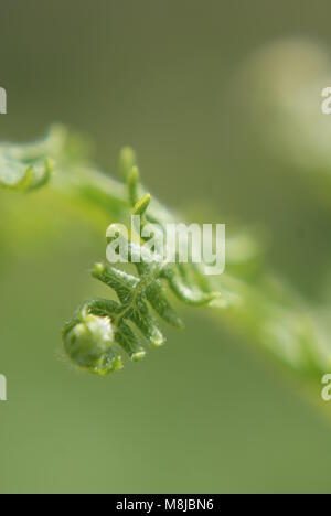 Close up de plantes fougère vert frais sur la péninsule de LLyn, Pays de Galles, Royaume-Uni Banque D'Images