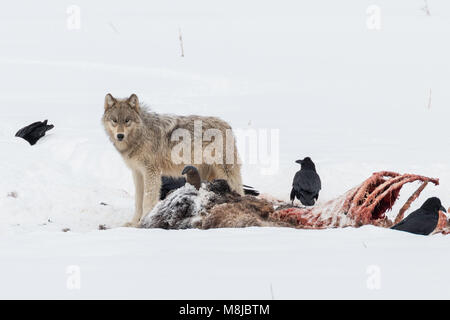 L'un des chiots de l'année, se nourrissant d'une carcasse de bison du lac Wapiti loups dans le Parc National de Yellowstone. Banque D'Images