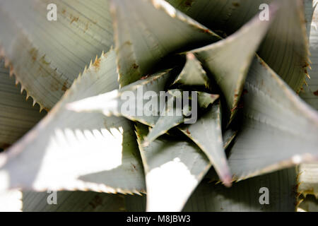 L'Aloe Ferox (Vera) succulentes, Aalwyn Banque D'Images