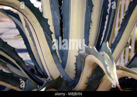 L'Aloe Ferox (Vera) succulentes, Aalwyn Banque D'Images