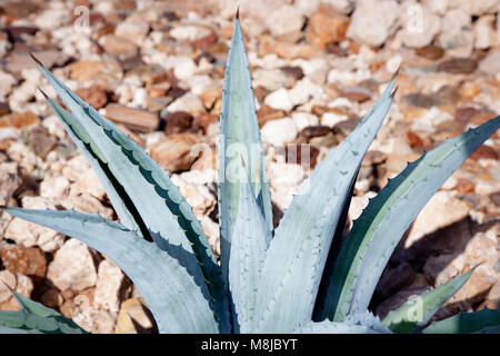 L'Aloe Ferox (Vera) succulentes, Aalwyn Banque D'Images