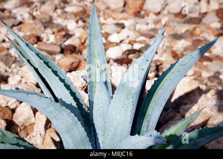 L'Aloe Ferox (Vera) succulentes, Aalwyn Banque D'Images