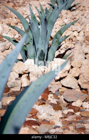 L'Aloe Ferox (Vera) succulentes, Aalwyn Banque D'Images