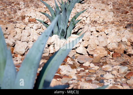 L'Aloe Ferox (Vera) succulentes, Aalwyn Banque D'Images