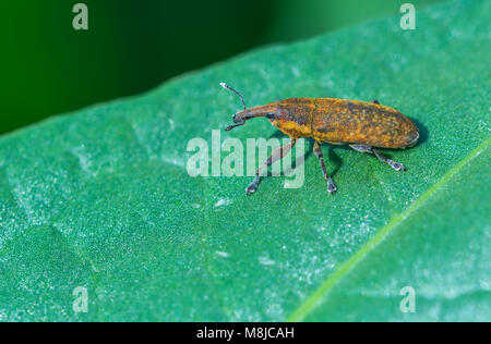 Bothynoderes punctiventris, Cleonus punctiventris, Asproparthenis punctiventris coccinelle, insecte nuisible pour les betteraves Banque D'Images