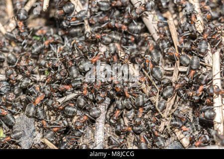 Red ant commun face closeup macro, effectuant un travail de fourmis Banque D'Images