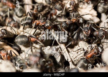 Red ant commun face closeup macro, effectuant un travail de fourmis Banque D'Images