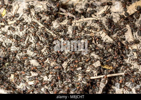 Red ant commun face closeup macro, effectuant un travail de fourmis Banque D'Images