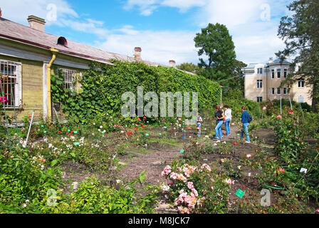 Les gens regardent les différentes sortes de roses dans le rosarium dans Pierre le Grand jardin botanique (jardins botaniques de l'Institut de botanique Komarov) Banque D'Images