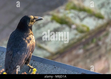 Belle close-up d'une corneille noire, Corvus corone, sous la lumière d'une fin d'après-midi avec un grand espace de copie, Strasbourg, France. Banque D'Images