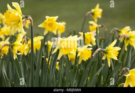 Narcissus 'Rijnveld's Early Sensation' fleurs. Banque D'Images