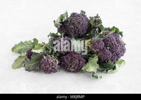 Gros plan du purple sprouting brocoli avec feuilles sur fond gris clair. Banque D'Images
