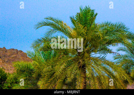 Palmier en face de montagne, Muscat Oman palmiers stylisés rétro de l'été sur la côte tropicale Foul Bay, Barbados, Caribbean Banque D'Images