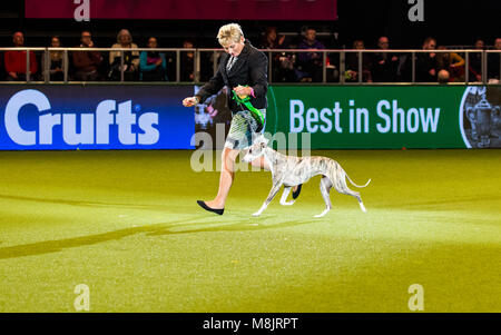 Best in Show vainqueur et champion de Crufts 2018 CH TARTAN COLLOONEY TEASE JW WW'17, un enfant de 2 ans Whippet mieux connu sous le nom de Edinburgh Tease Banque D'Images