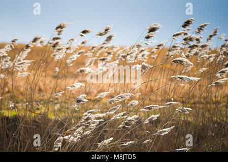 Domaine de l'herbe sauvage et de soufflage dans le vent avec le soleil à la recherche de cultures arables et comme Banque D'Images