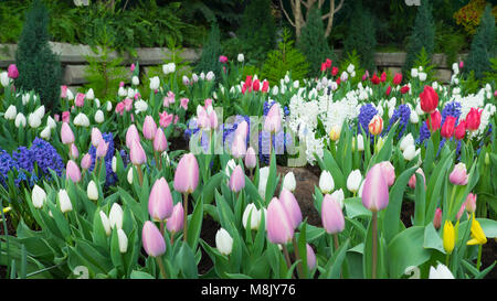 Jardin de printemps avec un assortiment de fleurs (tulipes, narcisses, jacinthes) et paroi rocheuse Banque D'Images