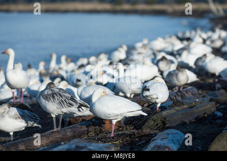 Grande bande d'oies des neiges assis sur le rivage. Banque D'Images
