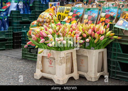 Affichage des tulipes et des paquets de graines à l'Authentic jordaan apartment à Amsterdam Banque D'Images