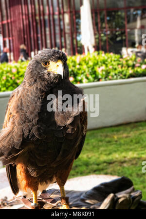 Harris Hawk formés pour effrayer les pigeons sauvages à Funchal Madeira Portugal Banque D'Images