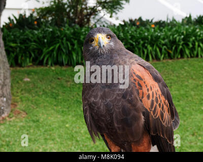 Harris Hawk formés pour effrayer les pigeons sauvages à Funchal Madeira Portugal Banque D'Images