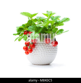 Fraisier avec tomates cerises en petit pot isolé sur blanc. Concept de plante OGM. Banque D'Images