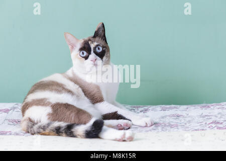 Blue Eyed cat. cat lying on bed. cat regarder caméra avec un fond de couleur verte. cat thaï. Banque D'Images