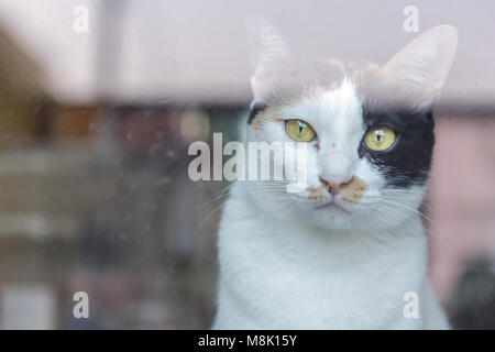 Yellow Eyed cat cat. Regardez dans le miroir. Cute Thai cat. Banque D'Images