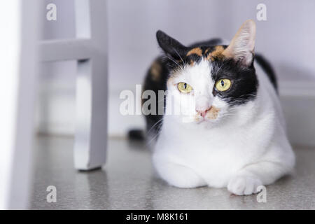 Yellow Eyed cat. cat lying on floor. cat regarder caméra avec fond de couleur blanc. Thai cat. Banque D'Images
