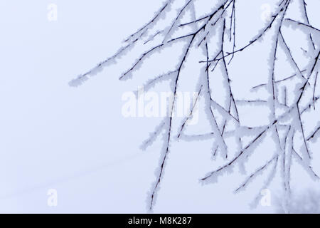 Tourné d'une forêt luxuriante avec bush mort paysage en arrière-plan. Les branches sont en accent alors que les arbres sont hors focus. Les branches de l'shru Banque D'Images