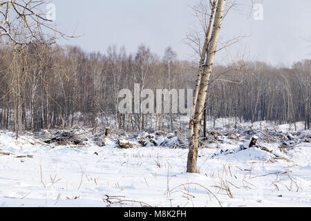 Un arbre tombé est en train de pourrir au milieu de la forêt Banque D'Images