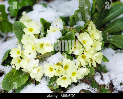 Primevères de jardin (Primula vulgaris) la floraison dans la neige au printemps 2018. Pays de Galles, Royaume-Uni, Angleterre Banque D'Images