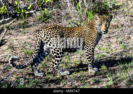 Femme Léopard (Panthera pardus) promenades le long après la chasse dans la brousse du Parc National Kruger, Afrique du Sud Banque D'Images