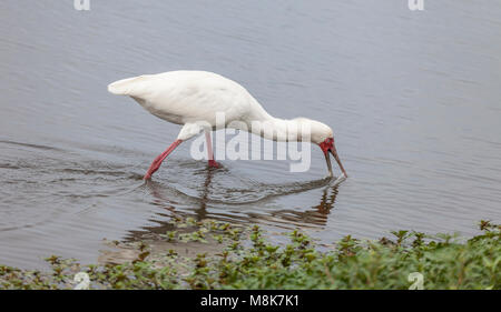 Spatule d'Afrique Platalea alba, d'alimentation, dans un étang dans la région de Lower Sabie, Afrique du Sud, Kruger NP Banque D'Images
