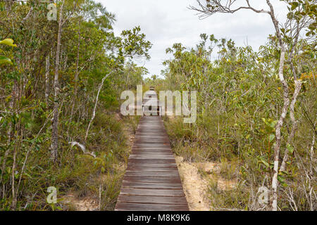 La jungle profonde slutted allée conseil à l'intérieur des forêts d'arbres dans le parc national de Bako, Malaisie, Bornéo Banque D'Images