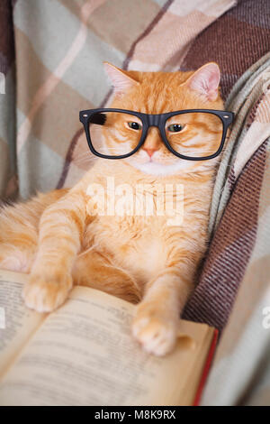 Cute cat rouge dans les verres lying on sofa with book Banque D'Images