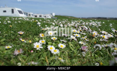 Les marguerites dans le camping champ. Trois Cliffs Bay, Pays de Galles, Royaume-Uni Banque D'Images