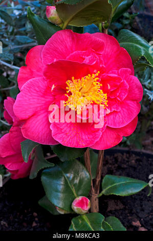 Photo de Camellia japonica fleur entièrement ouverte. Banque D'Images