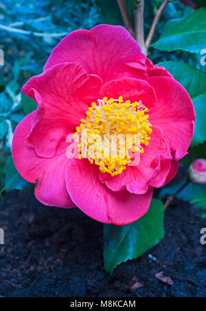 Photo de Camellia japonica fleur entièrement ouverte. Banque D'Images