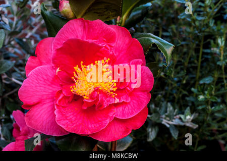 Photo de Camellia japonica fleur entièrement ouverte. Banque D'Images