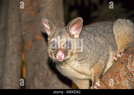 Brosse commune Possum Trichosurus vulpecula Banque D'Images