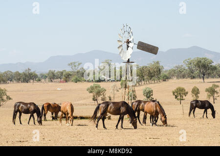 La récupération des chevaux pour l'alimentation animale dans des conditions de sécheresse autour d'un moulin à vent'abreuvoir. Ciel voilé à proximité de feux de brousse, NSW Australie Banque D'Images