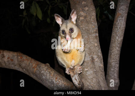 Un Brushtailed Possum assis dans la fourche d'un arbre de manger une tranche de pomme. Trichosurus vulpecula Banque D'Images