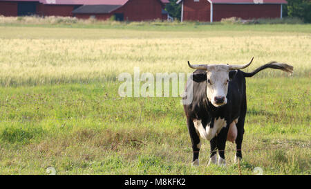 Cow standing dans un champ, en Suède Banque D'Images