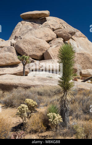 Cap Rock, le parc national Joshua Tree, California, USA Banque D'Images