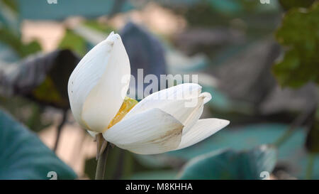 Fleur de lotus blanc. Image libre de haute qualité avec des stfock belle fleur de lotus blanc. Le contexte du livre blanc des fleurs de lotus est vert feuille Banque D'Images